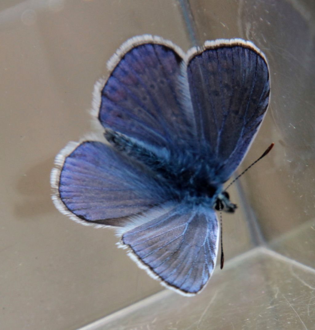 Poluommatus ...?